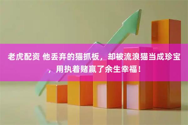 老虎配资 他丢弃的猫抓板，却被流浪猫当成珍宝，用执着赌赢了余生幸福！